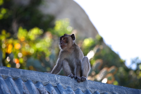Monkeys are busy with their chores, Thailand, Southeast Asia