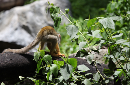 Monkeys are busy with their chores, Thailand, Southeast Asia