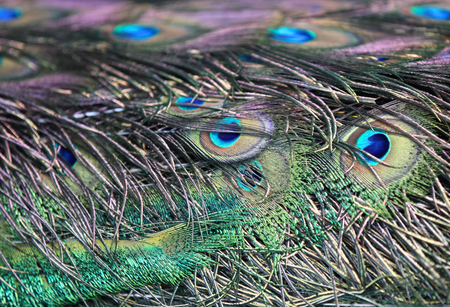 Peacock with a long neck and a luxurious plumage, Thailandの写真素材