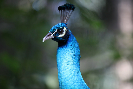 Peacock with a long neck and a luxurious plumage, Thailand