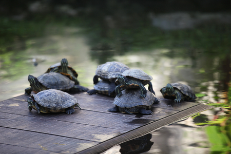Turtles go about their business, Thailand, South East Asiaの写真素材