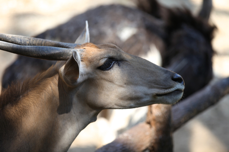 Elegant deer brown color, Thailand, Southeast Asiaの写真素材