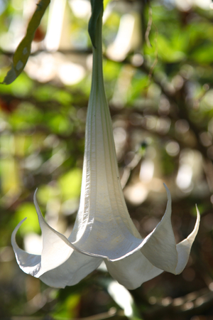 Blooming bright colored flowers, Thailand, South East Asiaの写真素材