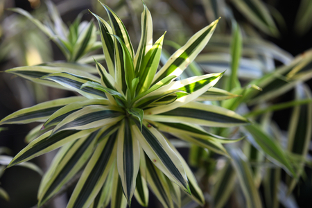 Leaves of plants of various shapes, Thailand, South East Asiaの写真素材