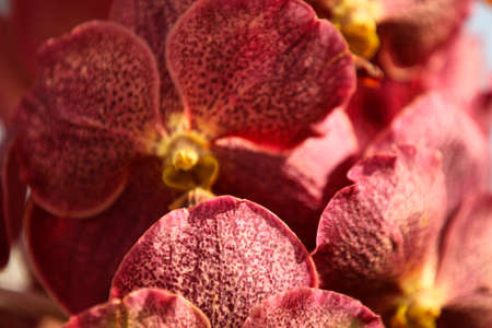 Flowering of colorful orchids, Thailand, South East Asia