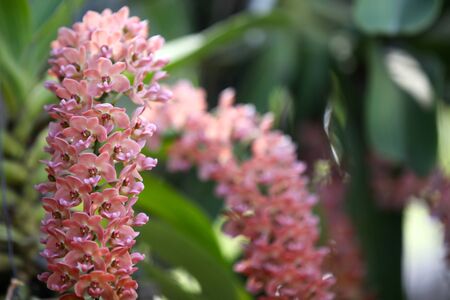 Flowering of colorful orchids, Thailand, South East Asiaの写真素材