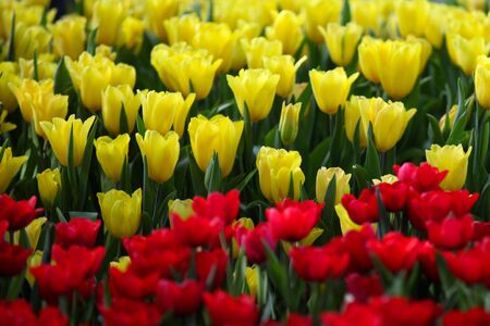 Flowering of colorful tulips, Thailand, Southeast Asiaの写真素材
