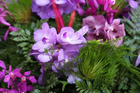 Bright colorful multicolored flowers, Thailand, Southeast Asia