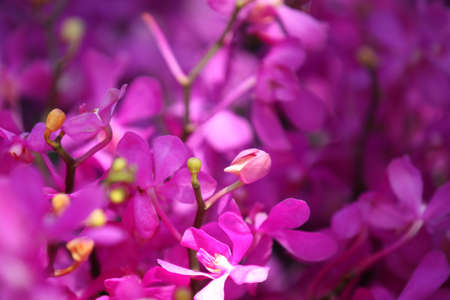 Bright colorful multicolored flowers, Thailand, Southeast Asiaの写真素材