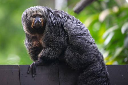 Monkeys are busy with their chores, Singapore, Southeast Asia