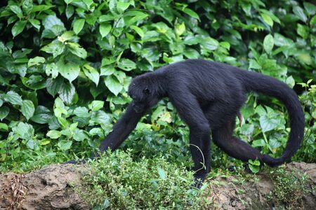 Monkeys are busy with their chores, Singapore, Southeast Asia