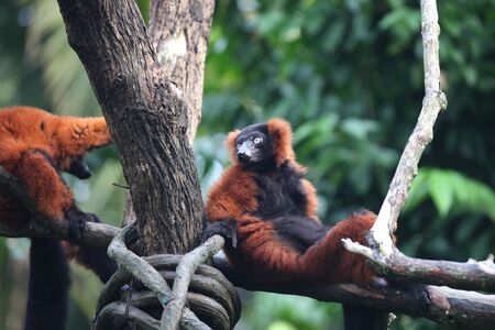 Monkeys are busy with their chores, Singapore, Southeast Asiaの写真素材