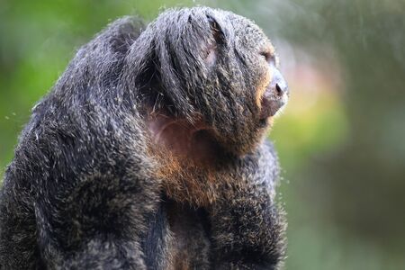 Monkeys are busy with their chores, Singapore, Southeast Asiaの写真素材