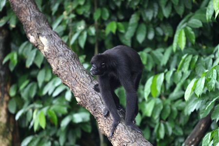 Monkeys are busy with their chores, Singapore, Southeast Asiaの写真素材
