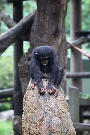 Monkeys are busy with their chores, Singapore, Southeast Asia