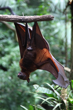 Bat is hanging on a tree branch, Singapore, southeast asiaの写真素材