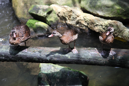 Waterfowl ducks on land, Singapore, southeast Asiaの写真素材