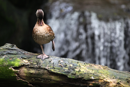 Waterfowl ducks on land, Singapore, southeast Asiaの写真素材