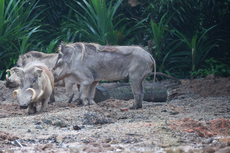 Unusual wild boar, Singapore, south east Asiaの写真素材