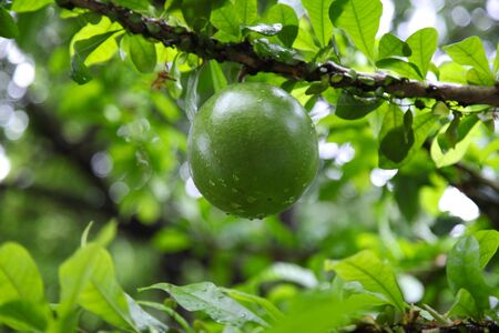 Tropical fruit of spherical shape, Singapore, south east Asia