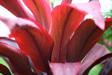 Red leaves of various plants, Singapore, south east asiaの写真素材
