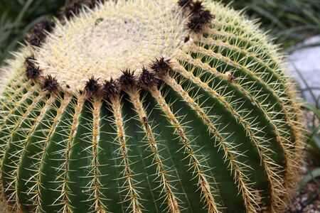 Prickly cactus spherical, Singapore, south east Asia
