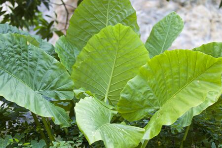 Huge green leaves of tropical plants, Thailandの写真素材