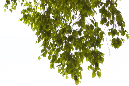Tropical trees of the Railay Peninsula, Krabi, Thailandの写真素材