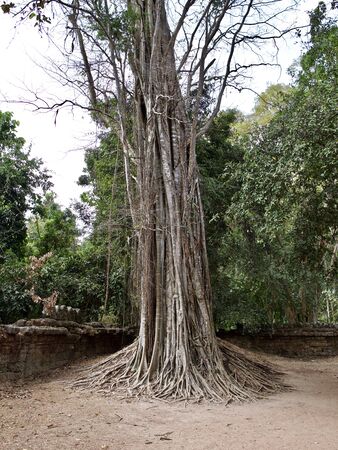 Huge trees with a powerful root system growing in the temple complex of Angkor Wat, Cambodiaの写真素材