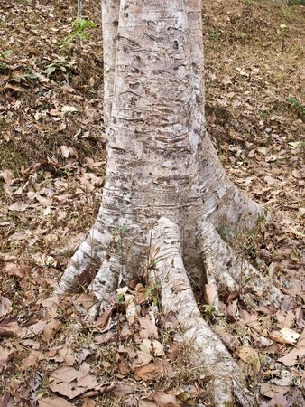 Huge trees with a powerful root system growing in the temple complex of Angkor Wat, Cambodiaの写真素材
