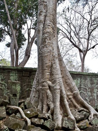 Huge trees with a powerful root system growing in the temple complex of Angkor Wat, Cambodiaの写真素材