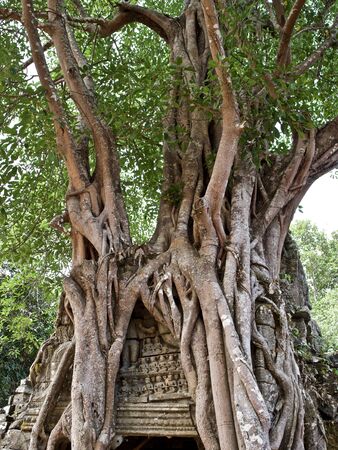 Huge trees with a powerful root system growing in the temple complex of Angkor Wat, Cambodiaの写真素材