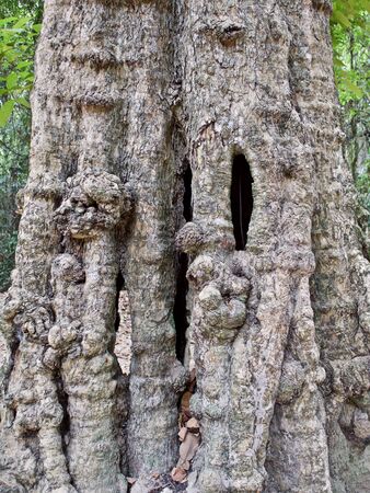 Huge trees with a powerful root system growing in the temple complex of Angkor Wat, Cambodiaの写真素材