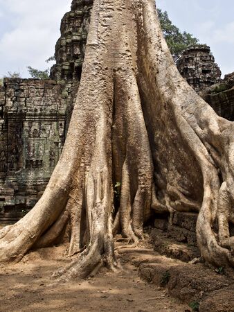Huge trees with a powerful root system growing in the temple complex of Angkor Wat, Cambodiaの写真素材
