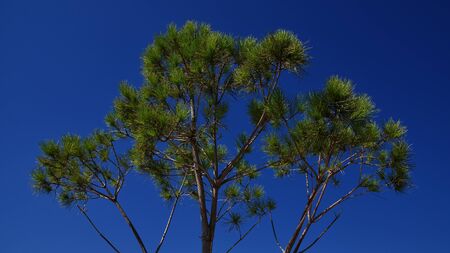 Coniferous branches on a background of blue sky, Pissouri, Cyprusの写真素材