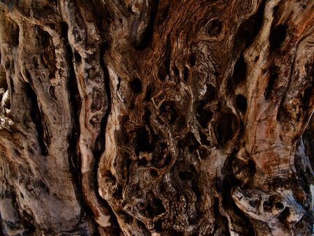 Drawing formed by bark on a tree trunk, Larnaca, Cyprusの写真素材