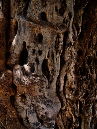 Drawing formed by bark on a tree trunk, Larnaca, Cyprusの写真素材