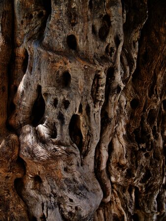 Drawing formed by bark on a tree trunk, Larnaca, Cyprusの写真素材
