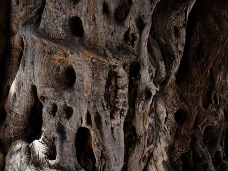 Drawing formed by bark on a tree trunk, Larnaca, Cyprusの写真素材