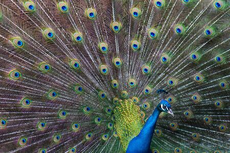 Peacock spreading his feathersの写真素材