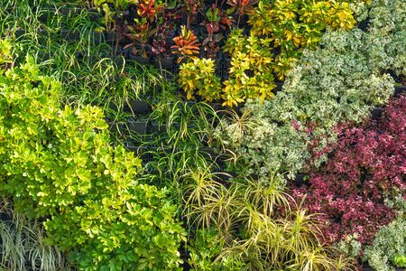 Beautiful natural fresh green leaves for wallpaper backgroundの写真素材