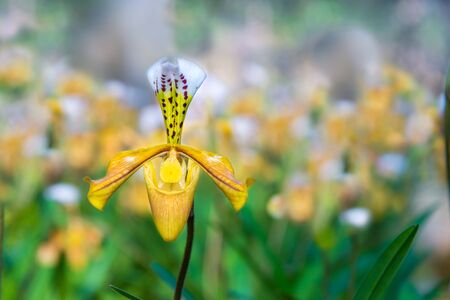 Beautiful yellow Paphiopedilum exul orchid flower or lady slipper orchid at tropical flowerの写真素材