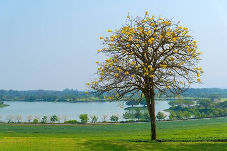 Beautiful lonely tree on the green field, Silver trumpet, Tree of gold, Paraguayan silver trumpet, Tabebuia Aurea flowerの写真素材