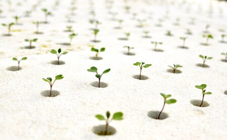 Propagation of plant sprout seedlings in white pots for cultivation in agriculture.の写真素材