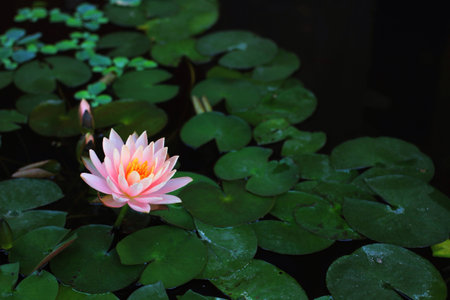 Pink Lotus