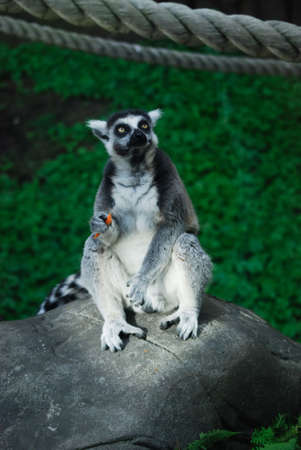 funny lemur sitting on rockの写真素材
