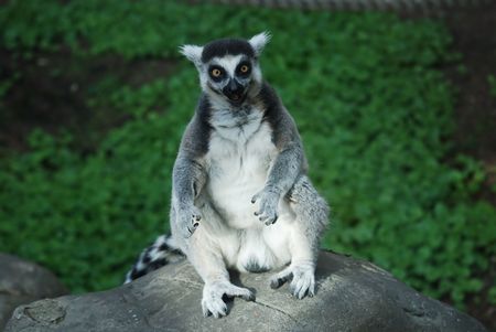 funny lemur sitting on rock
