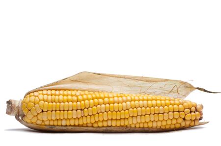 Isolated two fresh cornsの写真素材