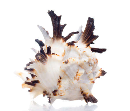 isolated seashell