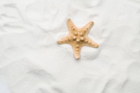 Seastar in sandの写真素材
